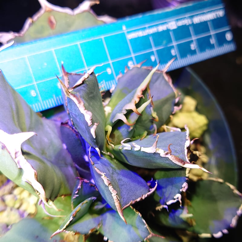 アガベ　チタノタ　海王　大株/出品子株の親株 アガベ チタノタ イタリア産FO-076 ボールタイプ 子株+オマケ