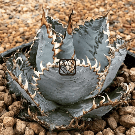 アガベチタノタ阿修羅 | STORES 