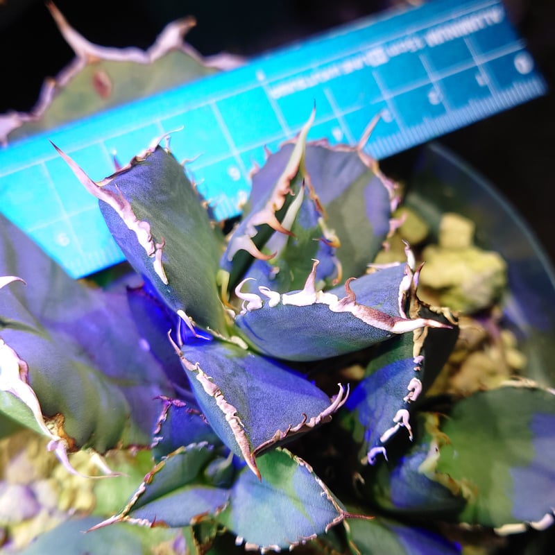 お盆セール】【親株画像あり】【裏棘あり】アガベ チタノタ FO076 子株