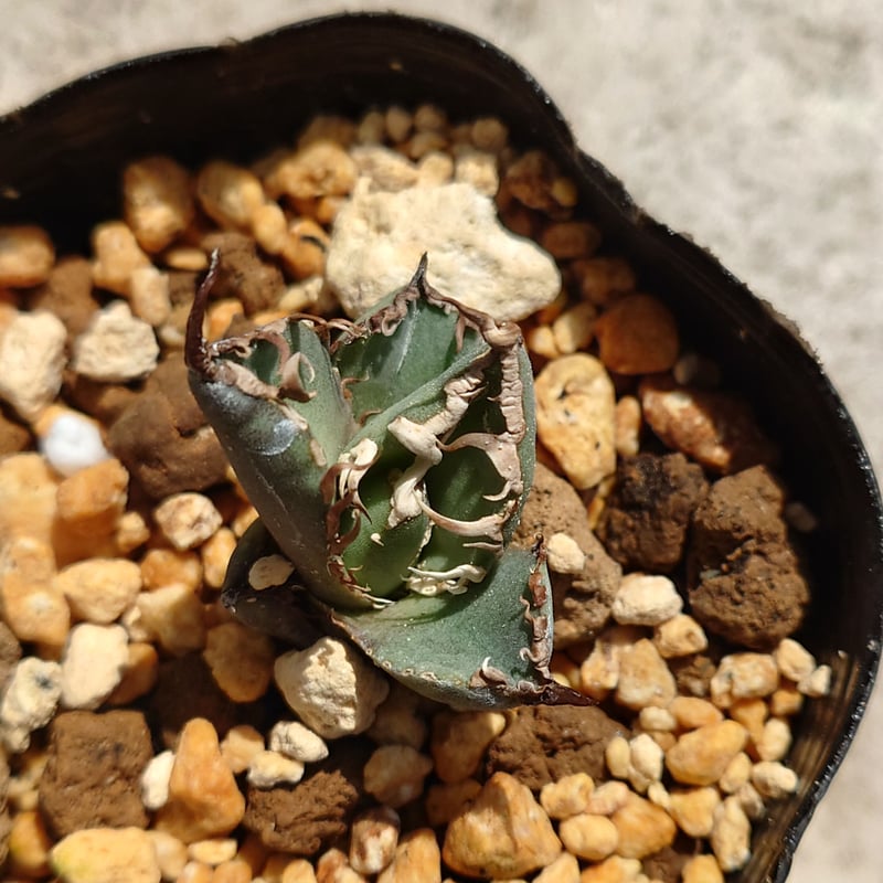 アガベチタノタ ノーネーム ② 裏棘あり 【公式通販】