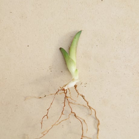 【植え替えのため特価】【親株画像あり】アガベ チタノタ FO076 子株1株 発根済み