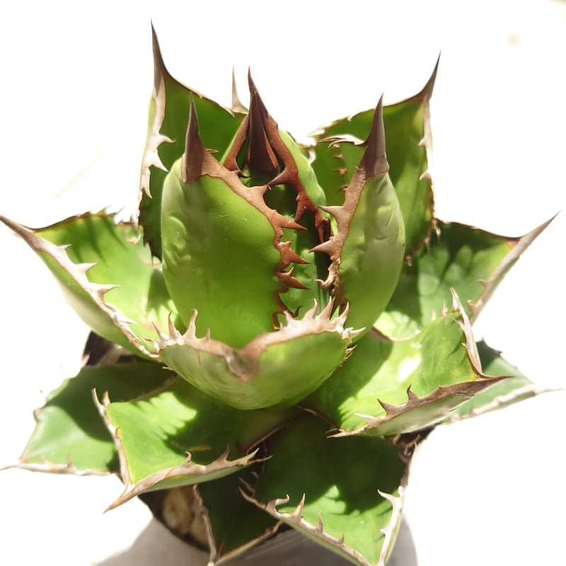 【発根済み】アガベ ホリダ 薄葉鋭棘 美株 抜き苗発送 アガベ ホリダ 発根済み | midorinohibi