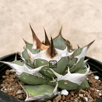 アガベ チタノタ ノーネーム 葉焼けあり