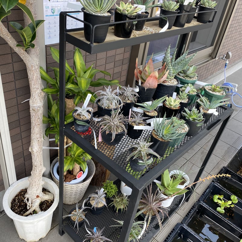 オリジナル アイアンアングルラック | FLORESTA's STORE オリジナル アイアンアングルラック | FLORESTA's STORE