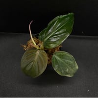 Phillodendron micans