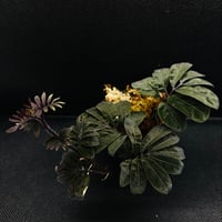 Solanum uleanum