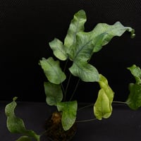 Phlebodium aureum "Blue Star"