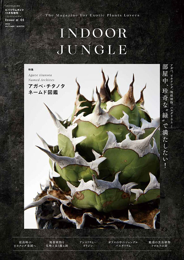 INDOOR JUNGLE 2024spring インドアジャングル INDOOR JUNGLE 2024spring インドアジャングル 楽天市場】INDOOR
