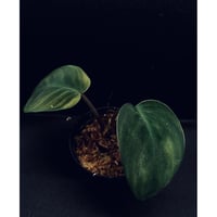 Homalomena sp. from Sarawak