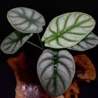 Alocasia baginda 'Silver Dragon'