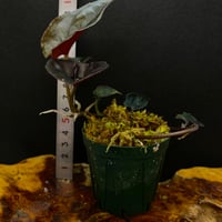 Syngonium sp. Choco Colombia [tanakay]