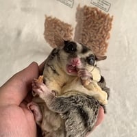 ●国産鶏ささみ ササビッツ
