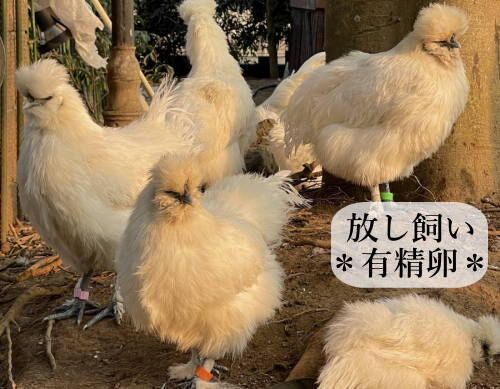 ★カイ★東京烏骨鶏有精卵30個★送料無料～★落札後生みたての卵を 2ef67281ae6544b88d202f1144ff71