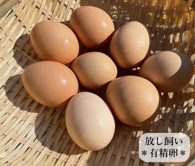 東京烏骨鶏 烏骨鶏 50個 有精卵 放し飼い 洗浄済み 送料無料 東京烏骨鶏 烏骨鶏 50個 有精卵 放し飼い 洗浄済み 送料無料