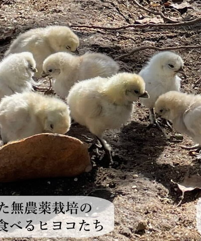 東京烏骨鶏 烏骨鶏 12個 種卵 放し飼い 有精卵 【送料無料 東京烏骨鶏 烏骨鶏 12個 種卵 放し飼い 有精卵 【送料無料