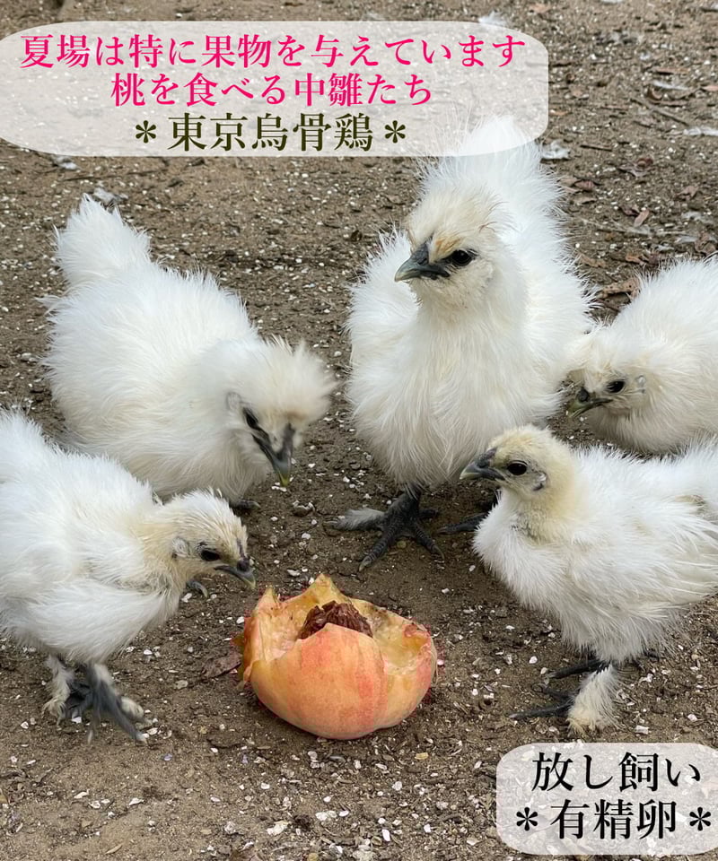 東京烏骨鶏 烏骨鶏 40個 有精卵 放し飼い 洗浄済み 送料無料