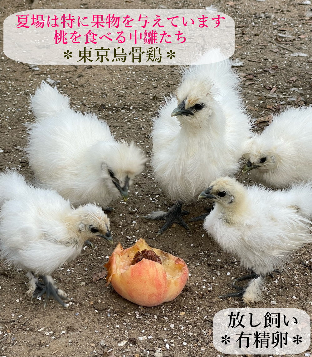 烏骨鶏の卵　平飼い卵　40個 希少！平飼い烏骨鶏の卵「月光《tuki》」40個｜日光市産 平飼い卵 烏骨