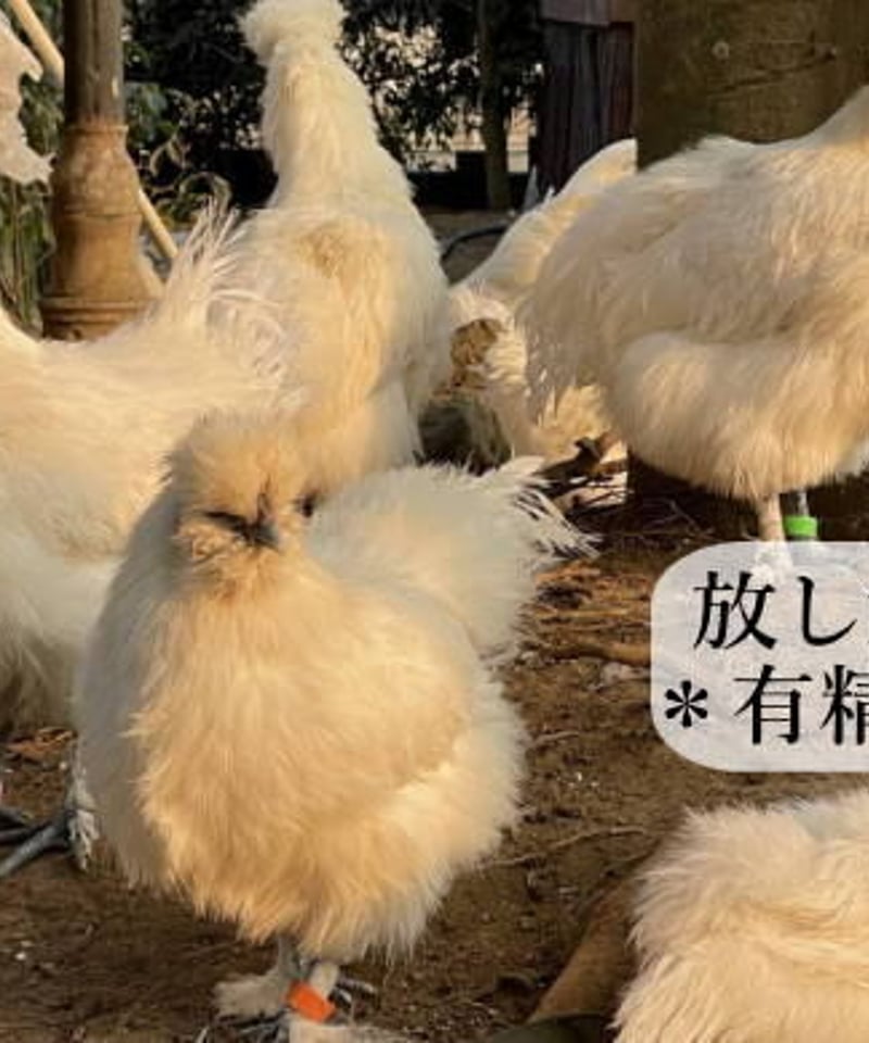 東京烏骨鶏 烏骨鶏 10個 有精卵 種卵 放し飼い ふわふわ もこもこ