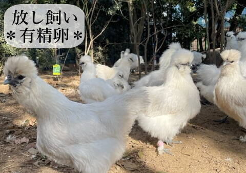 東京烏骨鶏 烏骨鶏 6個 放し飼い 有精卵 種卵 【送料無料】 | 東京烏