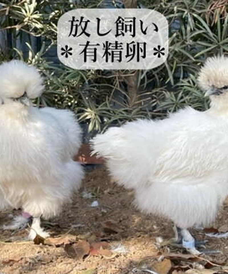 東京烏骨鶏 烏骨鶏 ２５個 有精卵 種卵 放し飼い ふわふわ もこもこ 送料無料 東京烏骨鶏 烏骨鶏 25個 有精卵 種卵 放し飼い 【送料無料】 | 東京