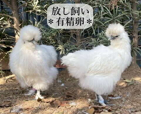 ★カイ★東京烏骨鶏有精卵30個★送料無料～★落札後生みたての卵を 2ef67281ae6544b88d202f1144ff71