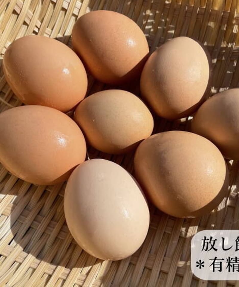 東京烏骨鶏 烏骨鶏 30個 有精卵 種卵 放し飼い 【送料無料】 | 東京