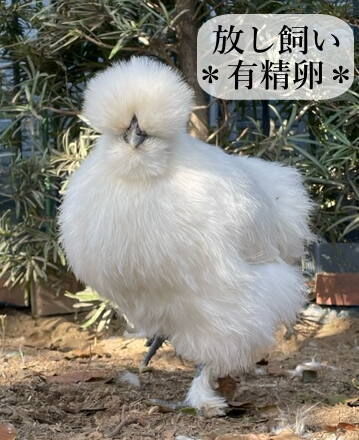 東京烏骨鶏 烏骨鶏 30個 有精卵 種卵 放し飼い 【送料無料】 | 東京