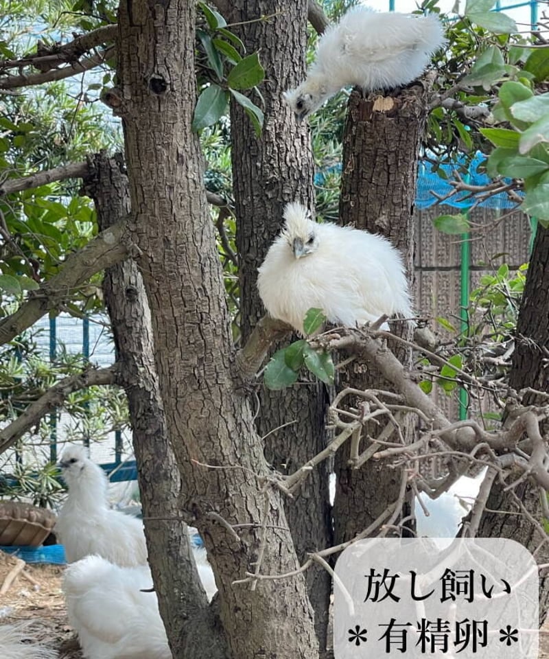 東京烏骨鶏 烏骨鶏 4個 有精卵 種卵 放し飼い 【送料無料】 | 東京烏骨