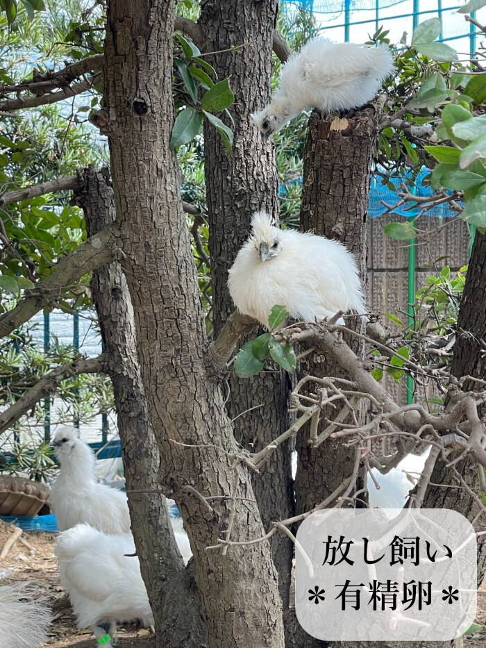 東京烏骨鶏 烏骨鶏 4個 有精卵 種卵 放し飼い 【送料無料