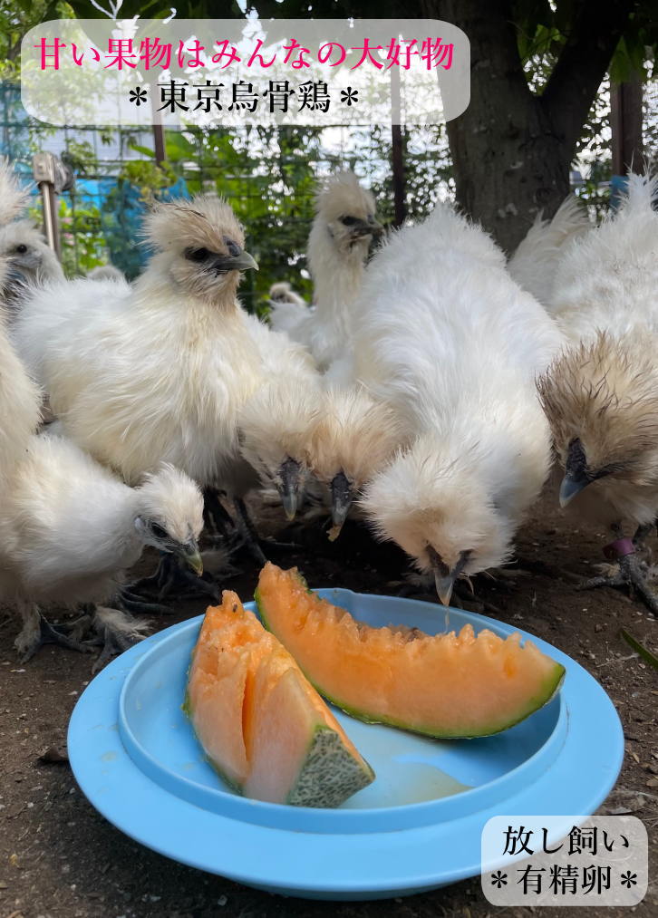 東京烏骨鶏 烏骨鶏 ５０個 有精卵 放し飼い 洗浄済み 送料無料