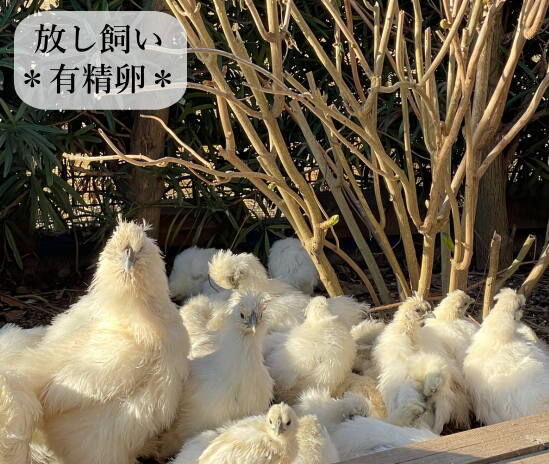東京烏骨鶏 烏骨鶏 6個 放し飼い 有精卵 種卵 【送料無料