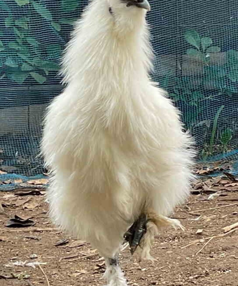 鳥23 main.jpg