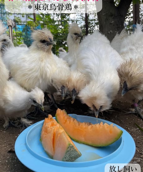 東京烏骨鶏 烏骨鶏 ４０個 有精卵 放し飼い 洗浄済み 送料無料