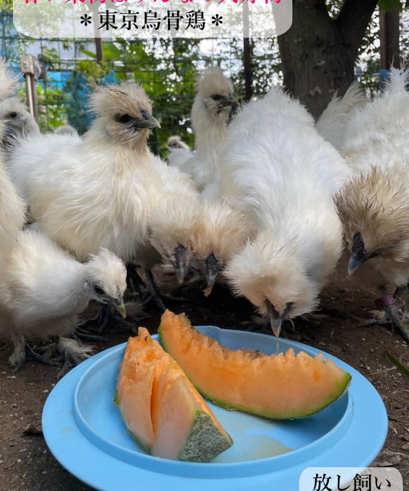 東京烏骨鶏 烏骨鶏 40個 有精卵 放し飼い 洗浄済み 送料無料 | 東京