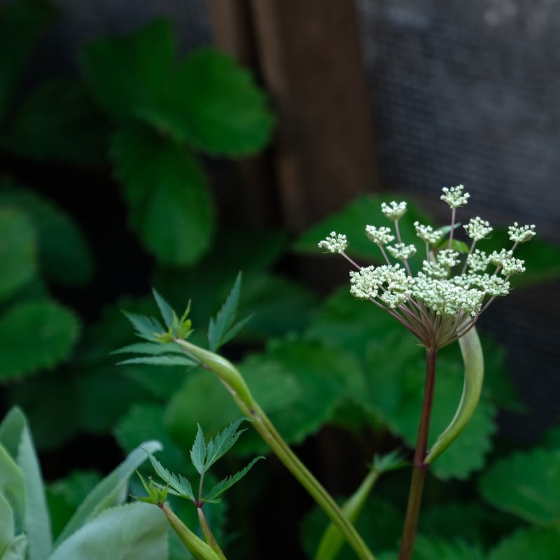 大和当帰 9cmポット苗 | 裏庭 from the garden