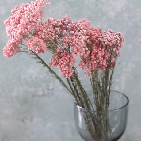 ドライフラワー❇️ライスフラワー ピンク ドライ】ライスフラワー(ピンク) 品種おまかせ【40cm】｜Flower