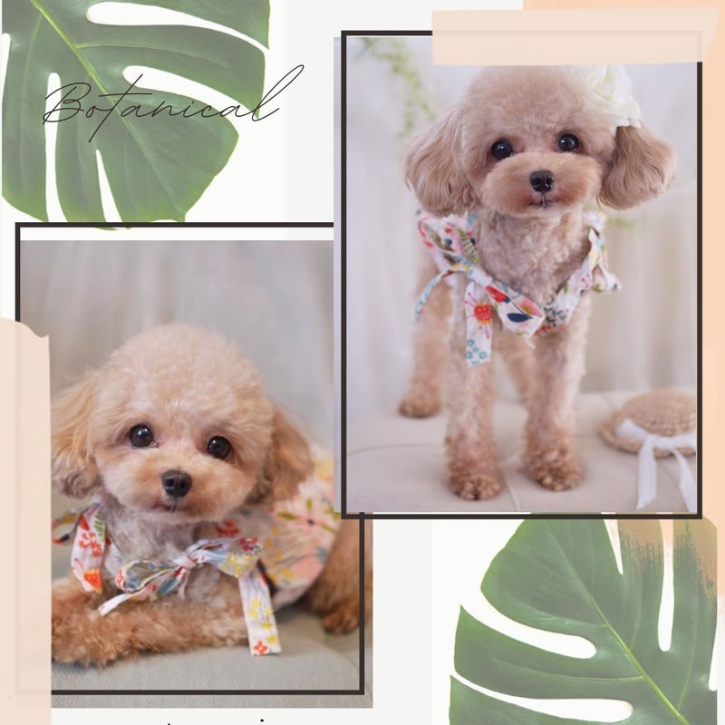 お花柄 カットソー 犬服 猫服 tシャツ 花柄 ノースリーブ タンク