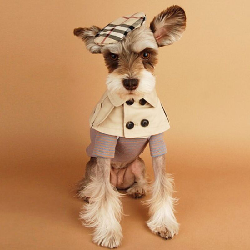 わんこスタイ♡犬服　わんこ服　ビブ　ケープ 2025年最新】#わんこスタイの人気アイテム - メルカリ