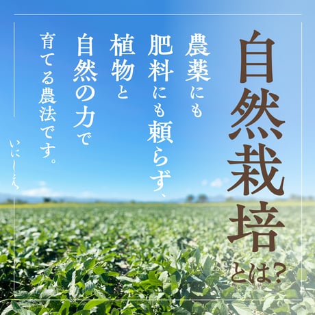 大豆（里のほほえみ）自然栽培　5kg/10kg/30kg