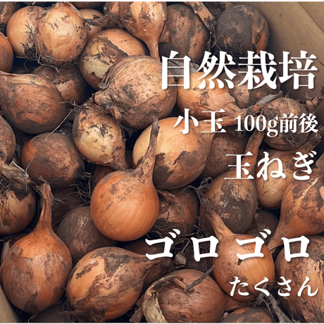 自然栽培『玉ねぎ』小玉サイズ【スーッと入る、喉ごしの良い野菜シリーズ】