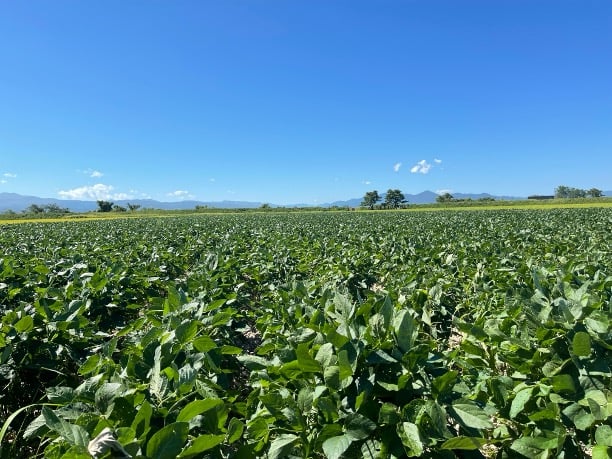秘伝豆 自然栽培大豆 500g/2kg | いにしえストア 自然栽培の原材料と無