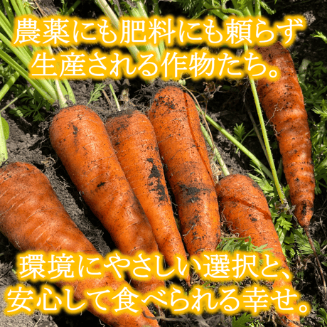 自然栽培『にんじん』バラ詰め【スーッと入る、喉ごしの良い野菜シリーズ】