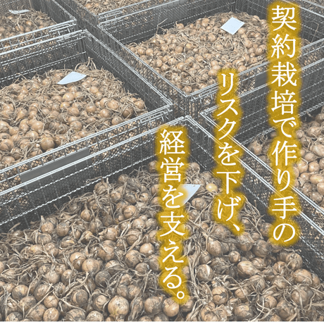 自然栽培『玉ねぎ』小玉サイズ【スーッと入る、喉ごしの良い野菜シリーズ】