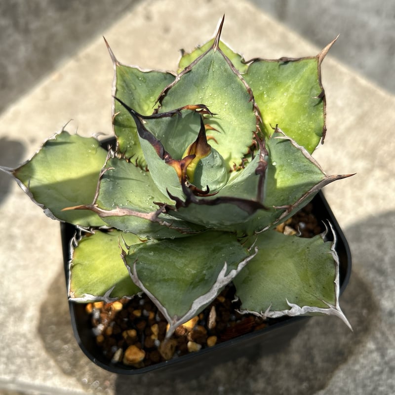 アガベ チタノタ 龍牙 agave titanota dragon fang 鉢付き発送 |