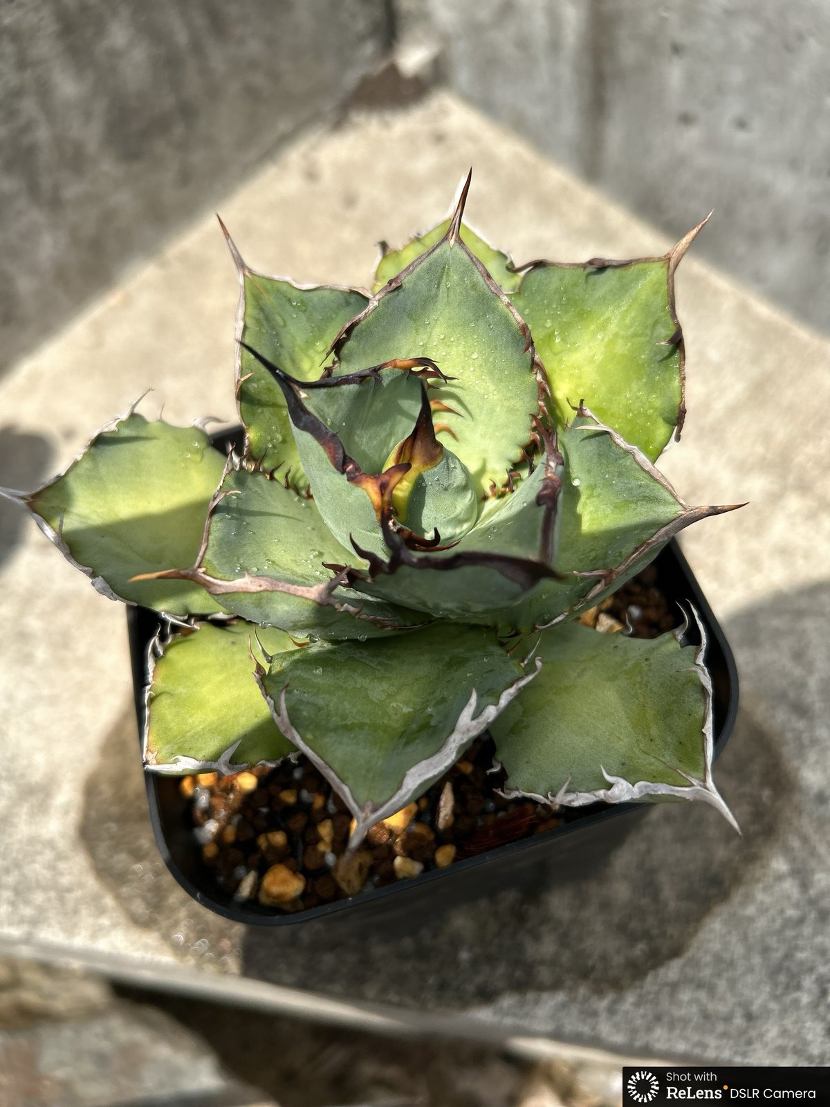 アガベ　王牙 fit=scale-down,w=1200