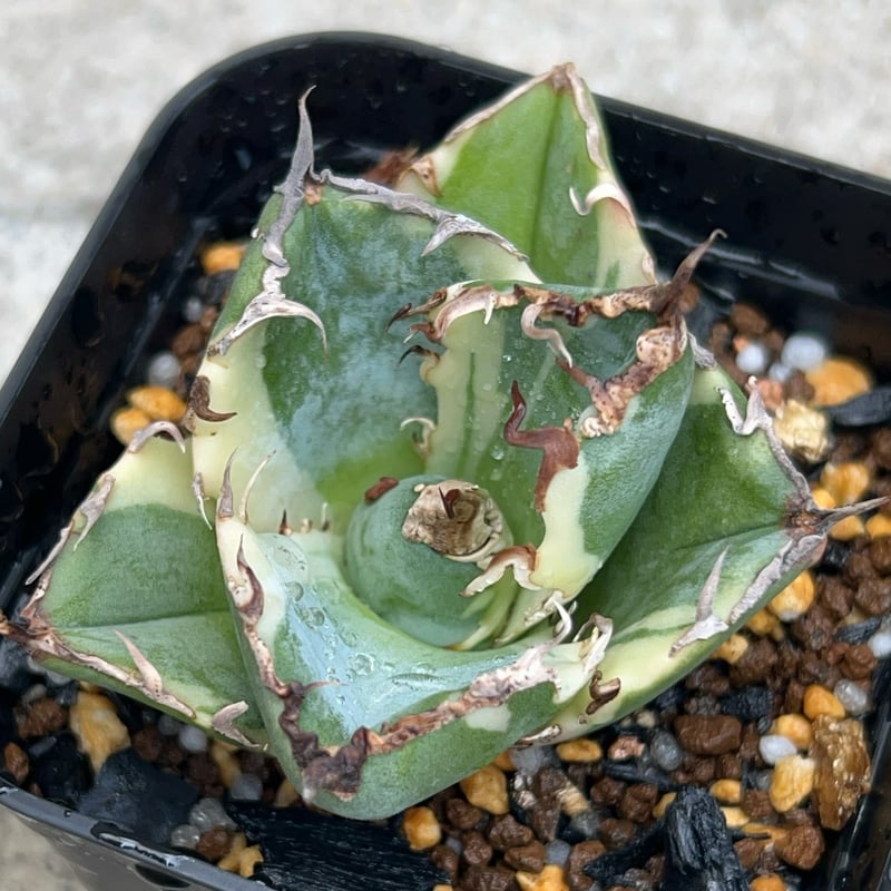 AGAVE TITANOTA 白鯨錦 白覆輪 コンパクト アガベ チタノタ 白鯨 白覆輪 白鯨錦 TC株 Agave titanota White