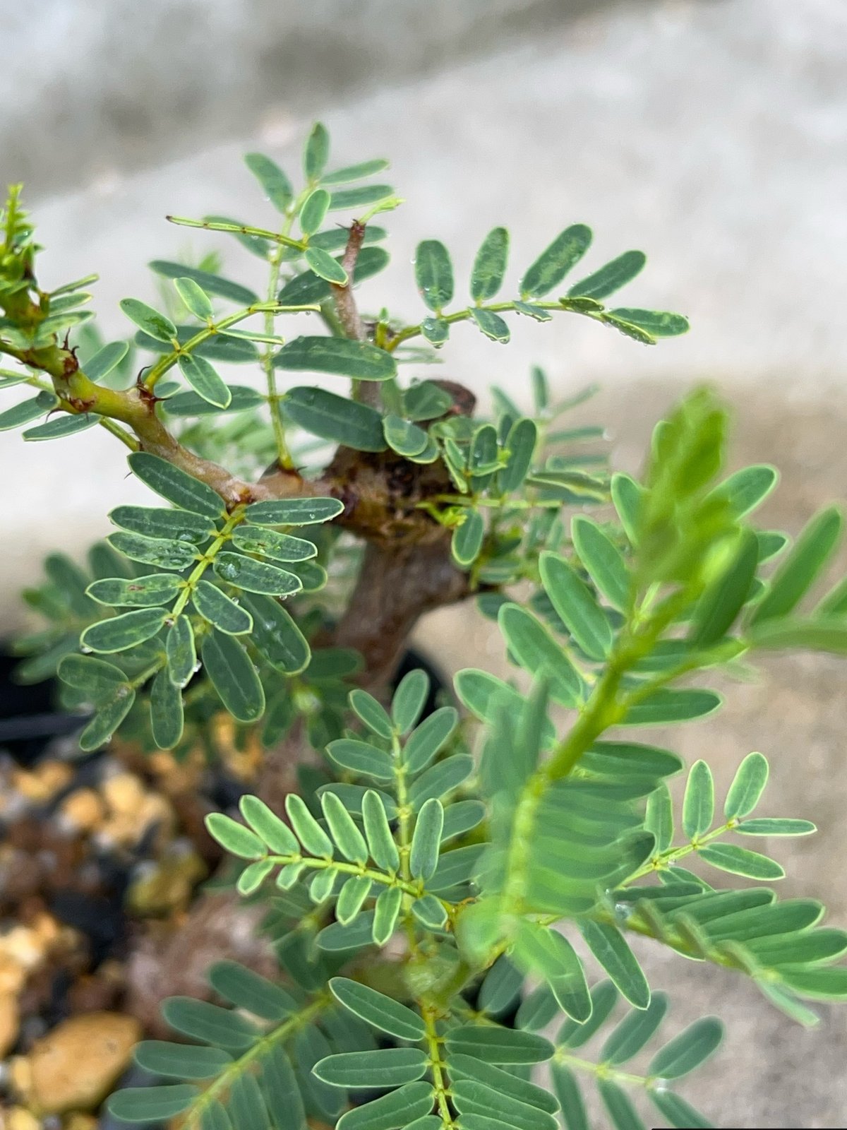 BMP産）センナメリディオナリス 鉢付き発送 | blackmonster plants