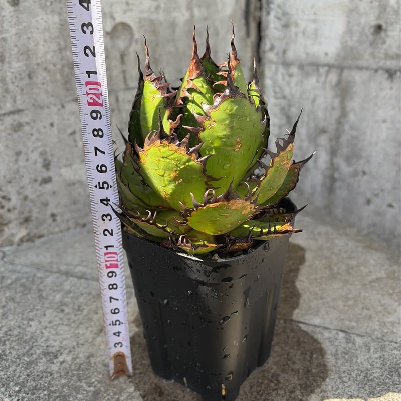 アガベ　ホリダ　鉢付き アガベ ホリダ Agave horrida 鉢付き発送 | blackmonster pla