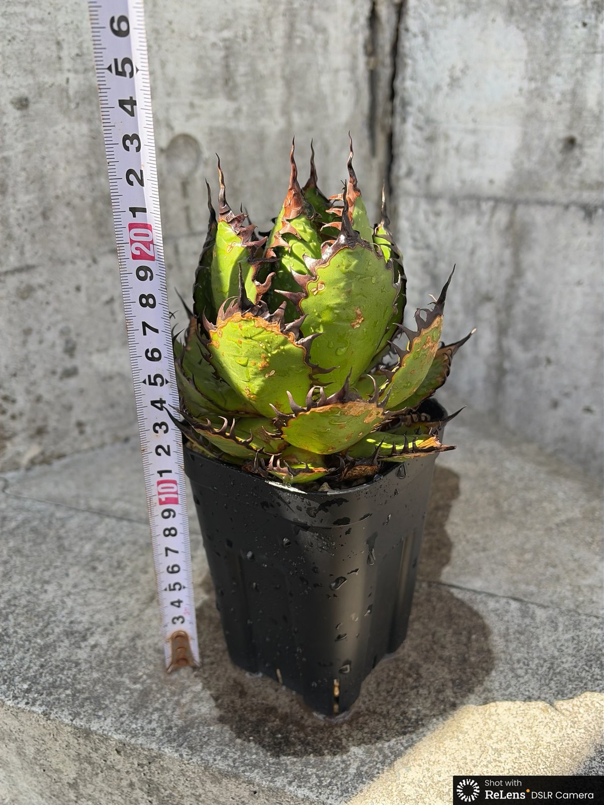 アガベ ホリダ Agave horrida 鉢付き発送 | blackmonster pla