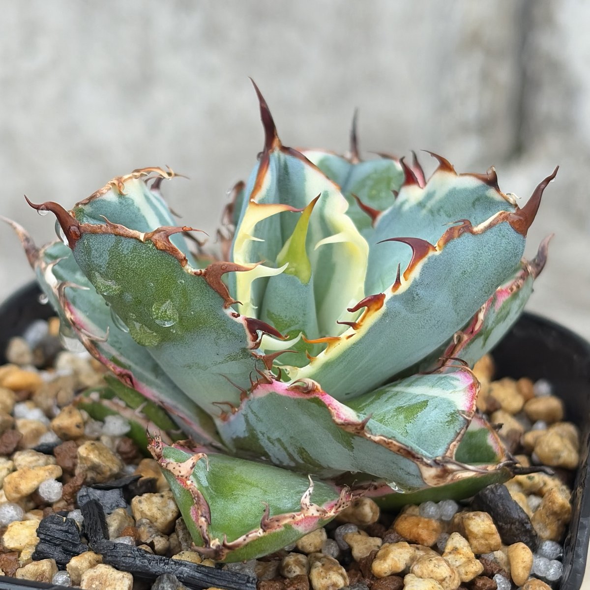アガベ チタノタ ブラックアンドブルー 錦 白覆輪錦 Agave titanota Bla